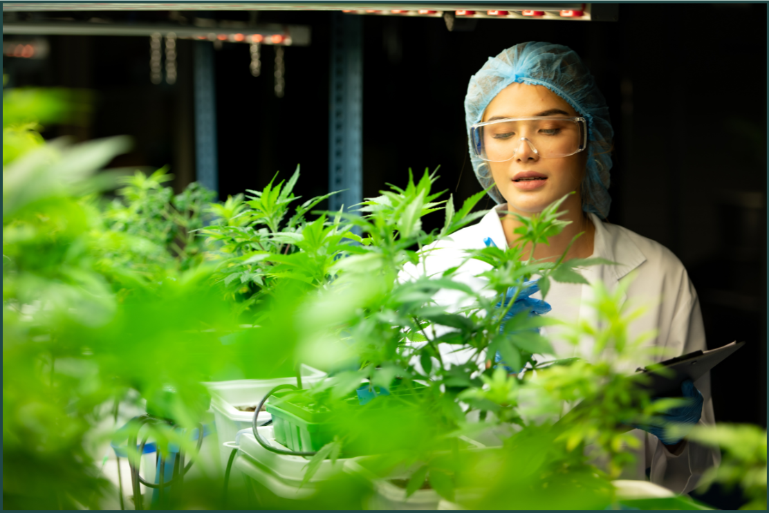 cultivador de cbd
