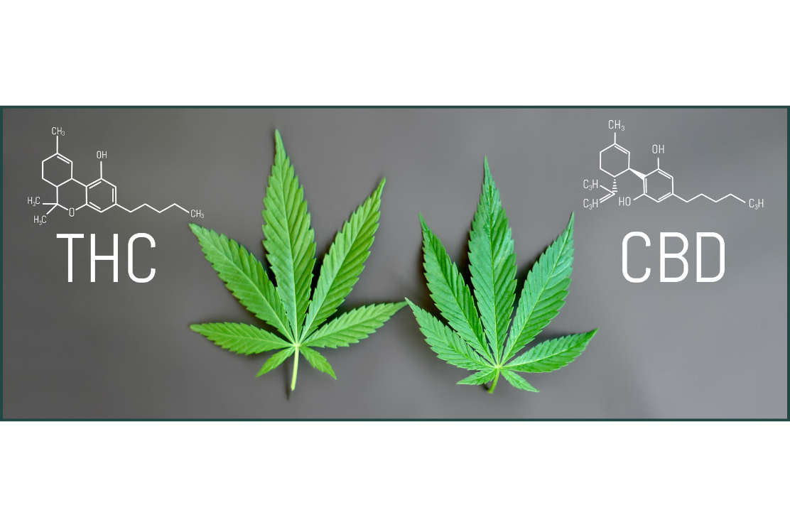cbd et thc 1